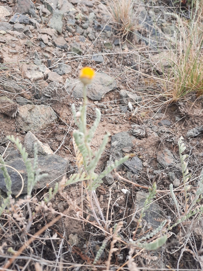 Tanacetum karelinii photo 3