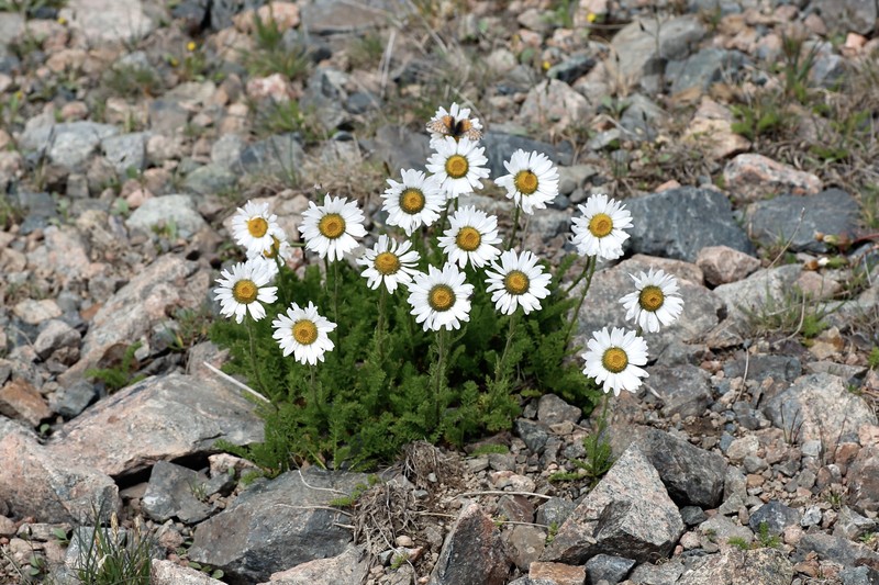 Tanacetum karelinii