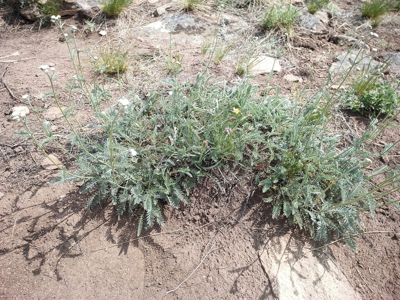 Tanacetum kittaryanum