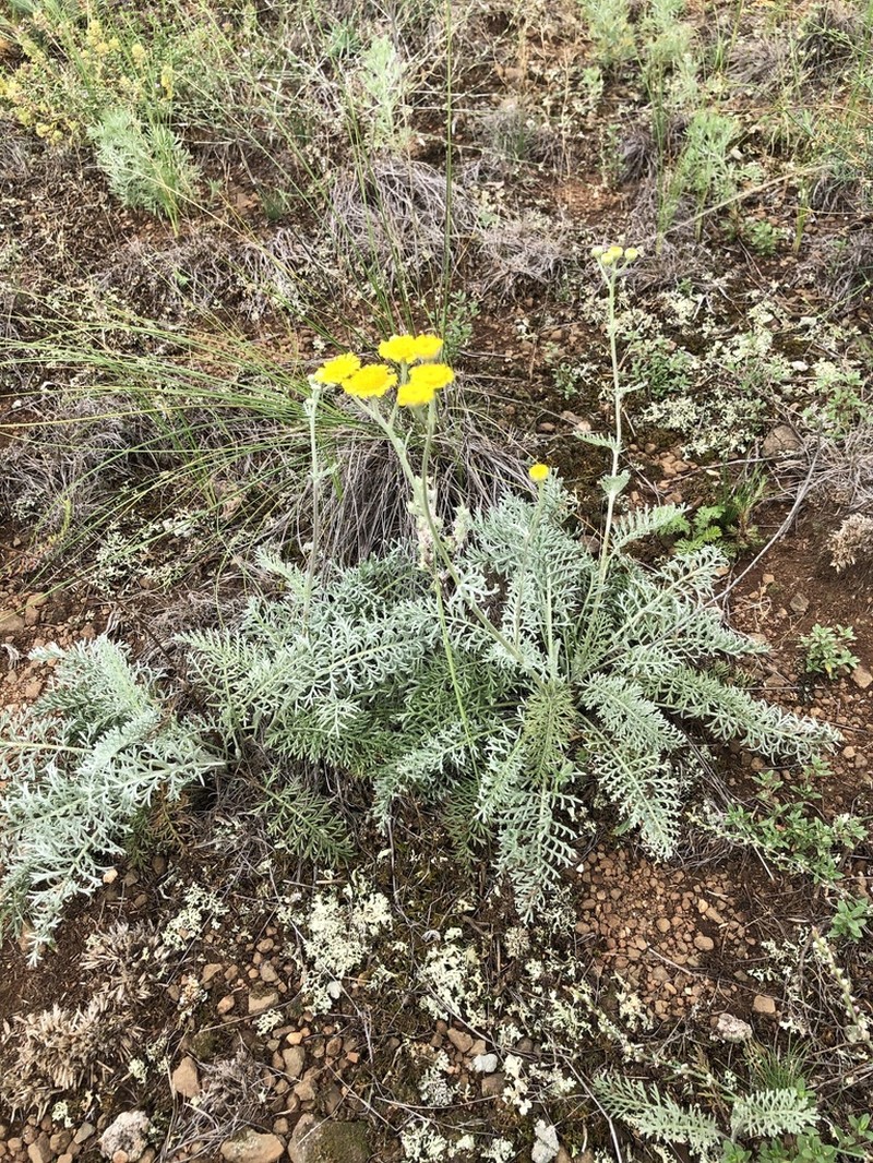 Tanacetum kittaryanum photo 2