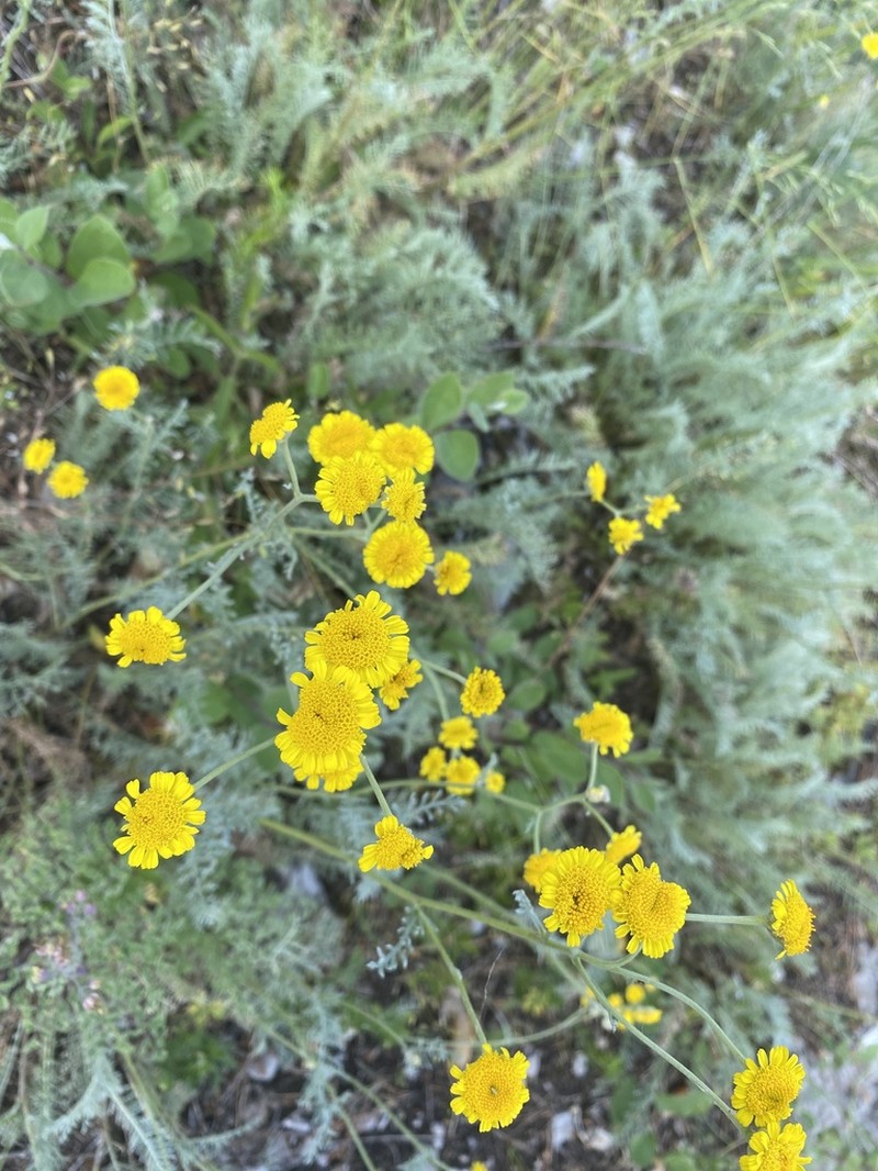 Tanacetum kittaryanum photo 3