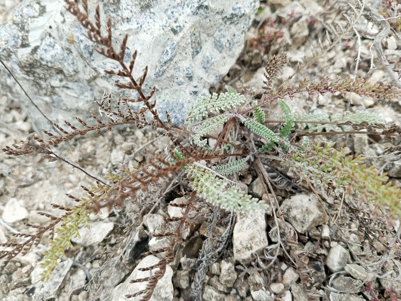 Tanacetum kittaryanum photo 4