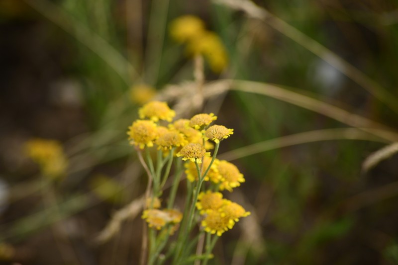 Tanacetum kittaryanum photo 5
