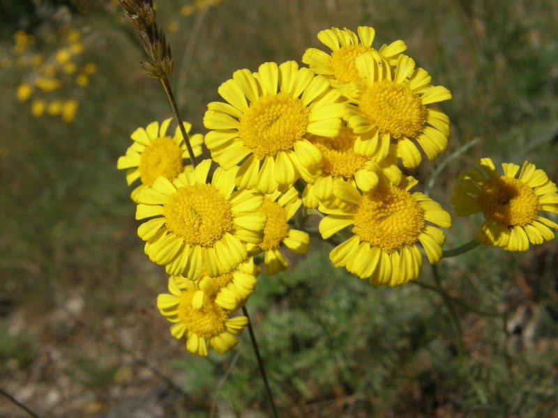 Tanacetum kittaryanum photo 6