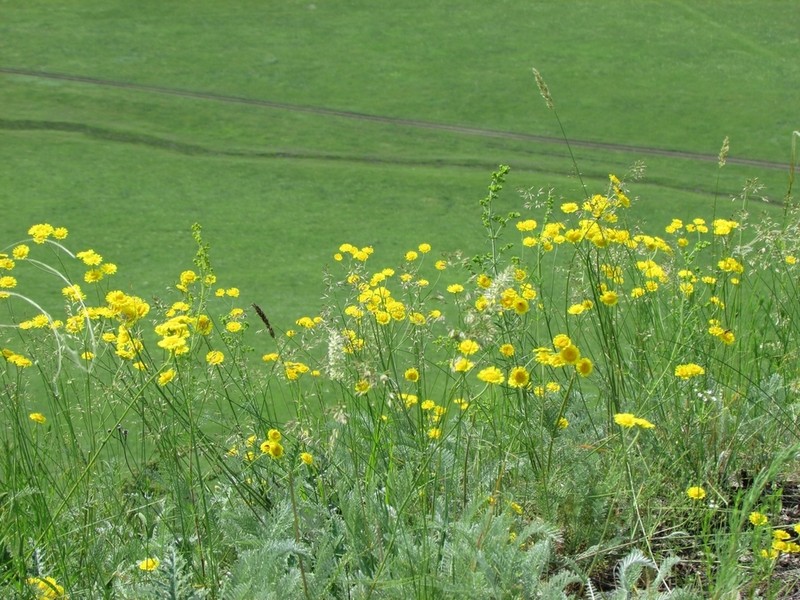 Tanacetum kittaryanum photo 7