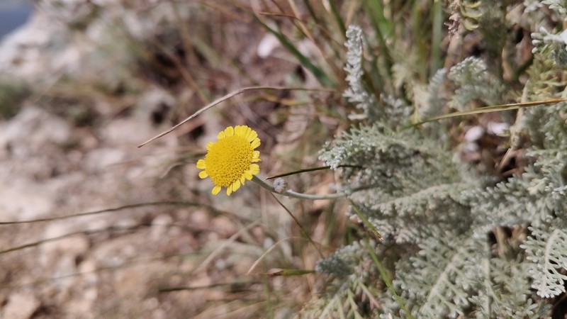 Tanacetum kittaryanum photo 8
