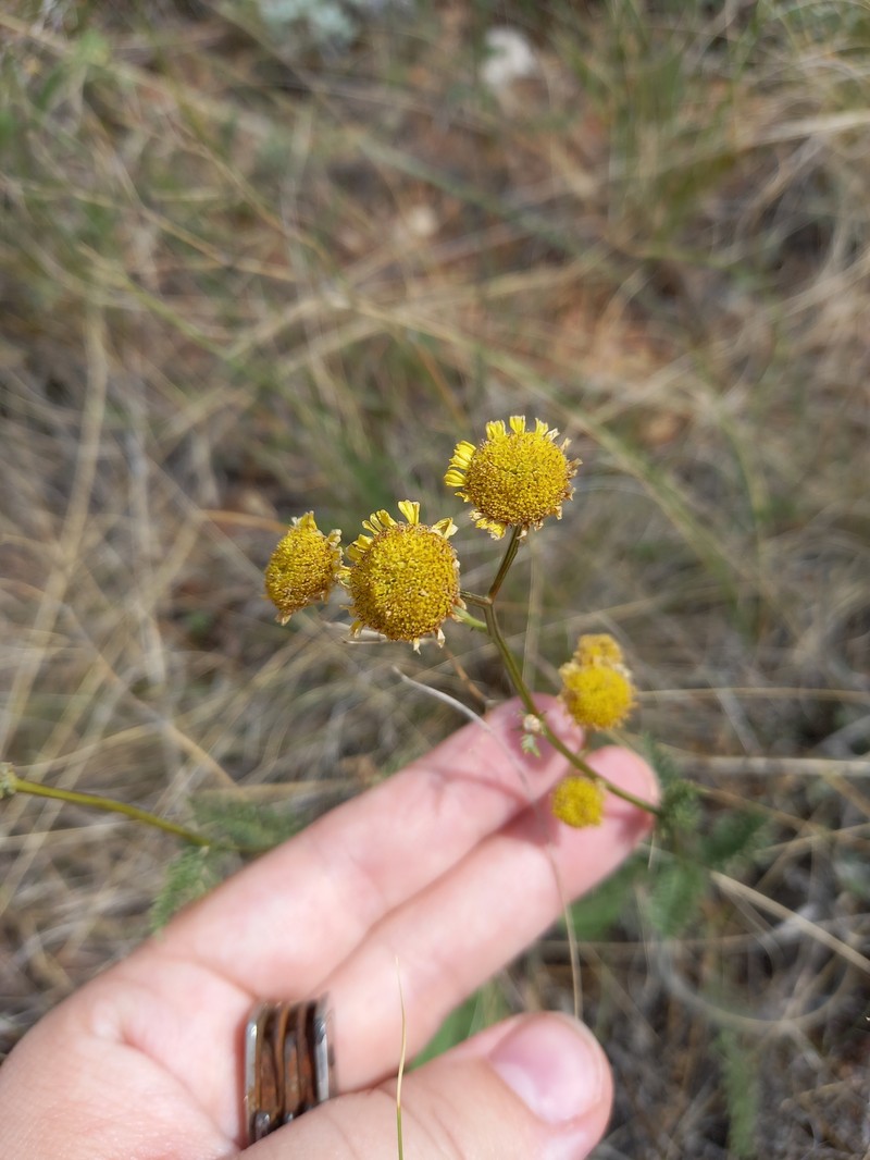 Tanacetum kittaryanum subsp. sclerophyllum