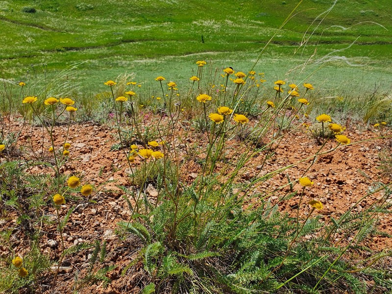 Tanacetum kittaryanum subsp. sclerophyllum photo 2