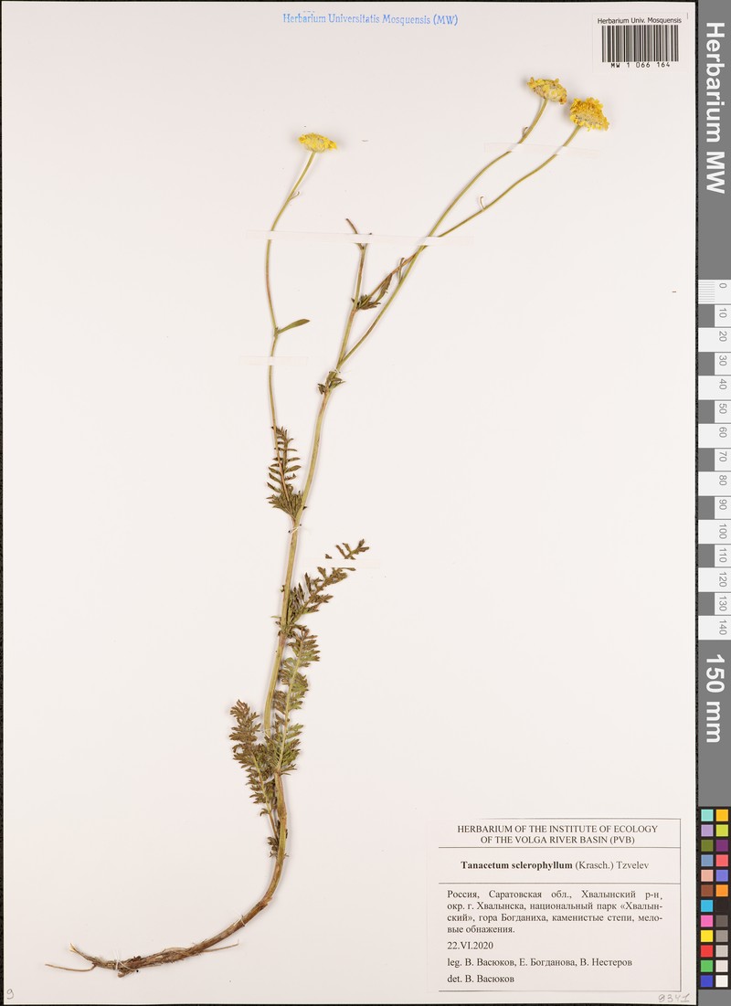 Tanacetum kittaryanum subsp. sclerophyllum photo 3
