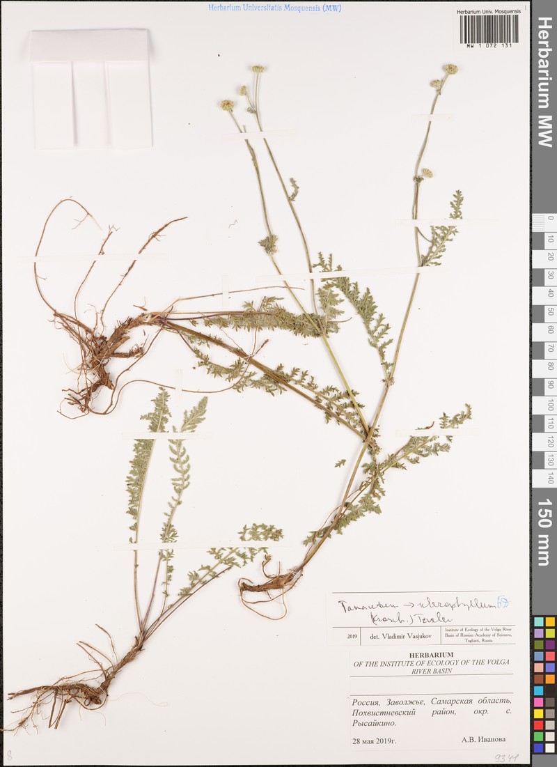 Tanacetum kittaryanum subsp. sclerophyllum photo 4