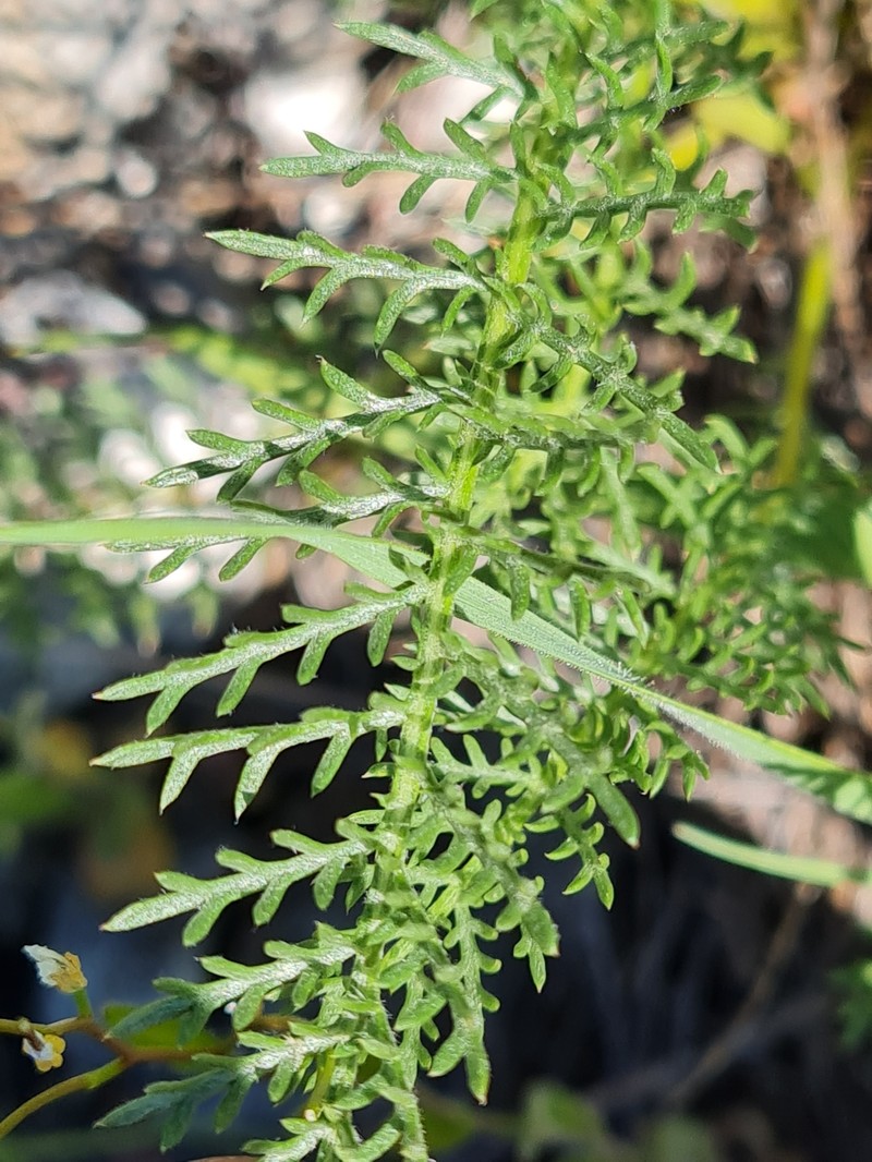 Tanacetum kittaryanum subsp. uralense