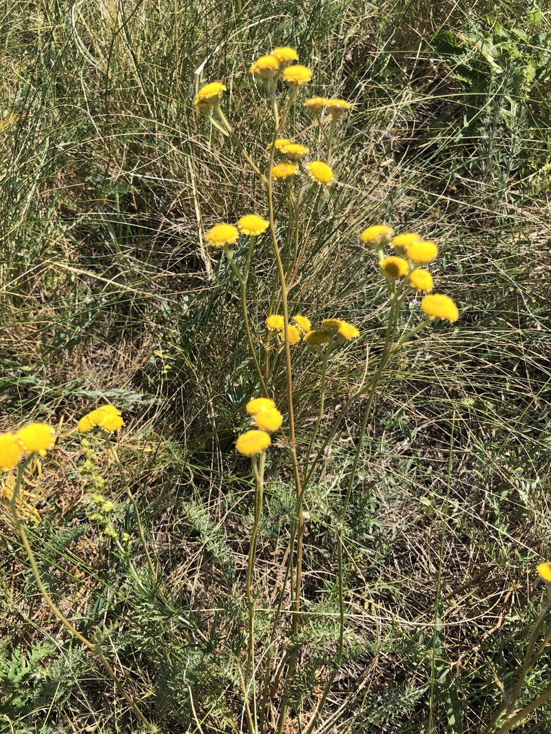 Tanacetum kittaryanum subsp. uralense photo 2