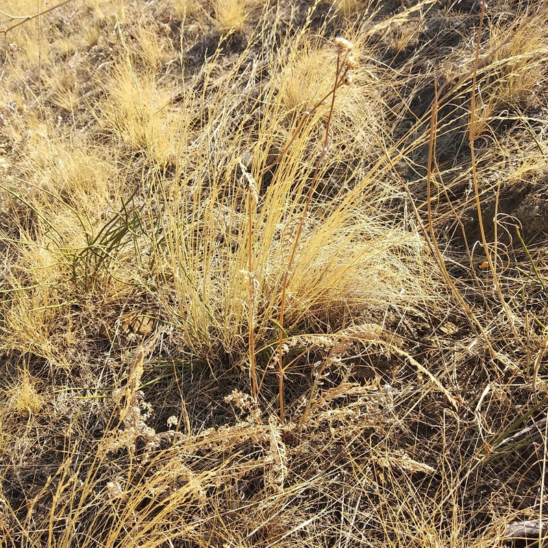 Tanacetum kittaryanum subsp. uralense photo 3