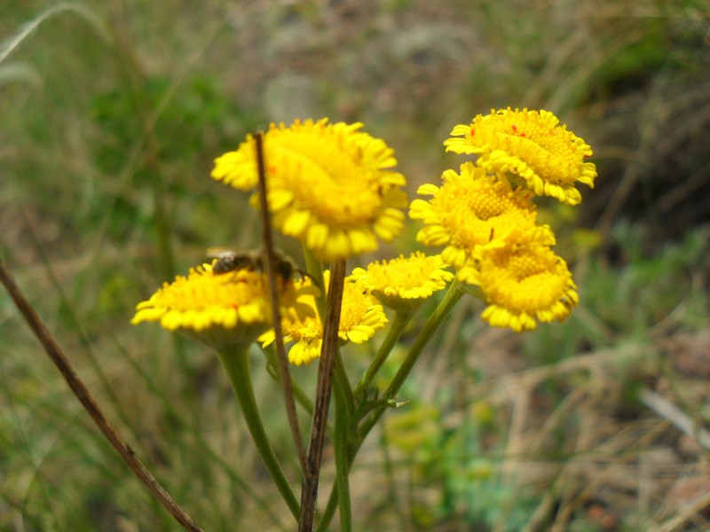 Tanacetum kittaryanum subsp. uralense photo 4
