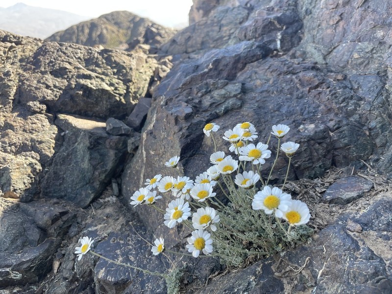 Tanacetum kotschyi