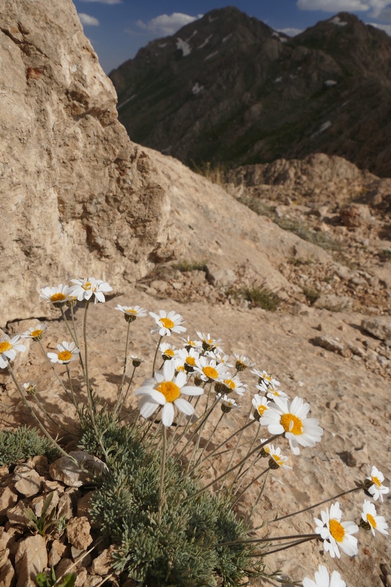Tanacetum kotschyi photo 2