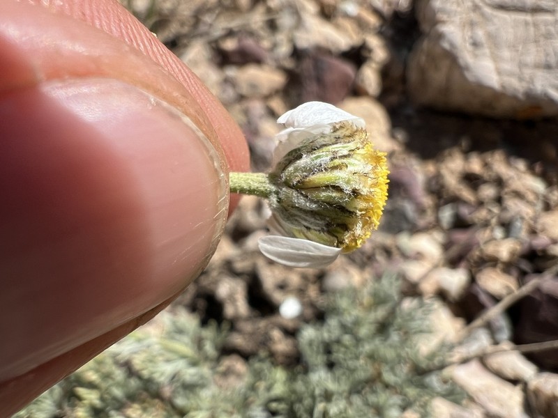 Tanacetum kotschyi photo 3