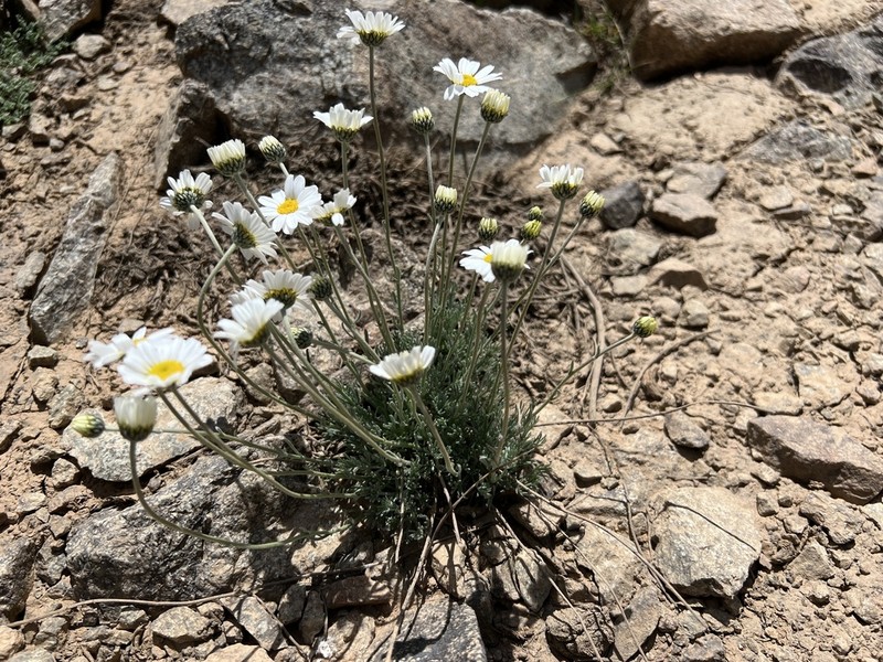 Tanacetum kotschyi photo 4