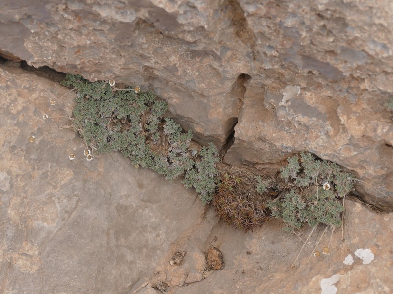 Tanacetum kotschyi photo 5