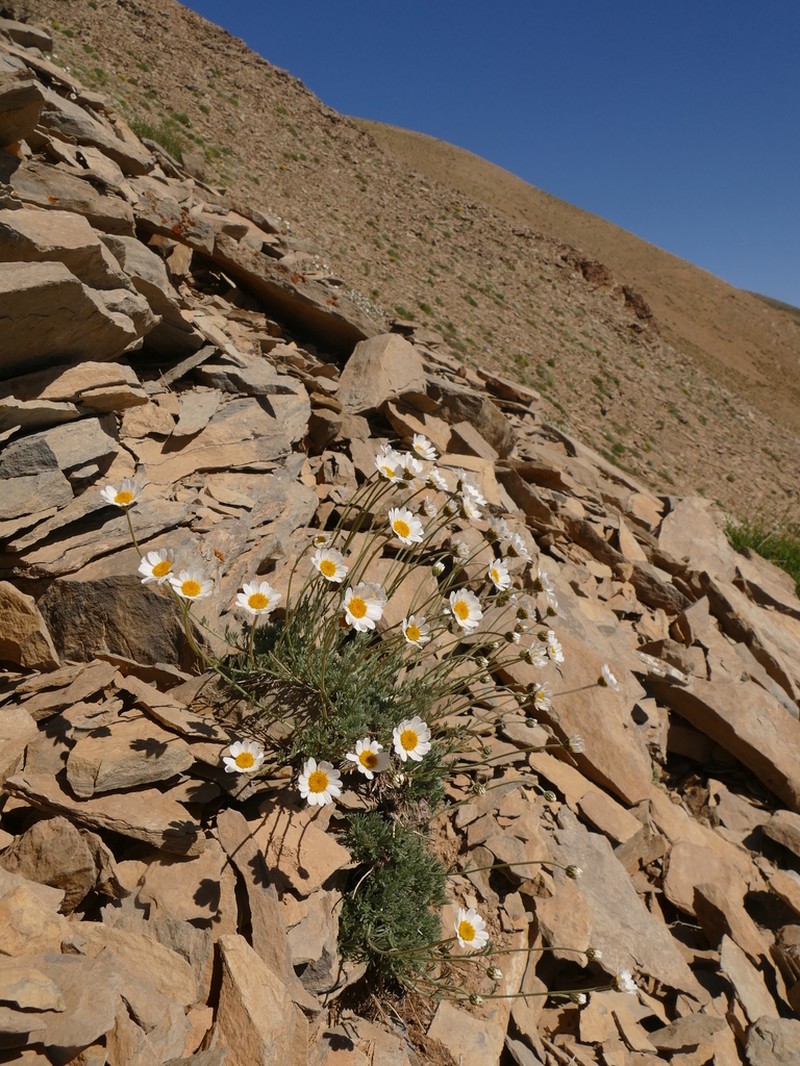 Tanacetum kotschyi photo 6