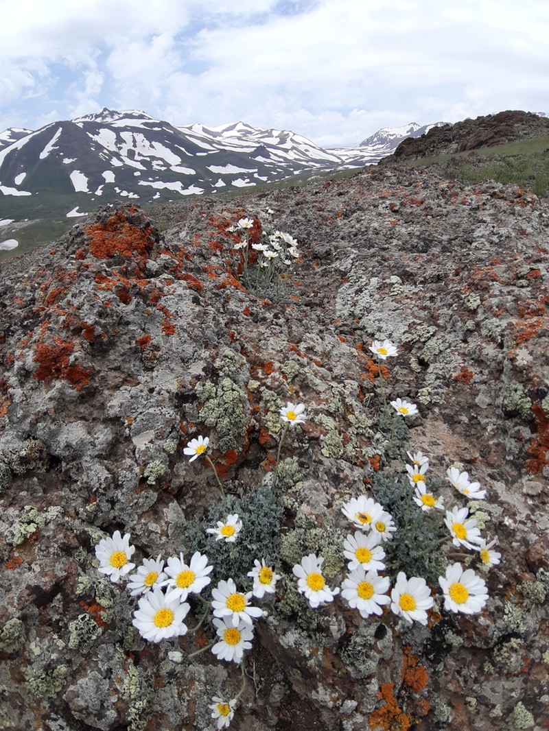 Tanacetum kotschyi photo 7