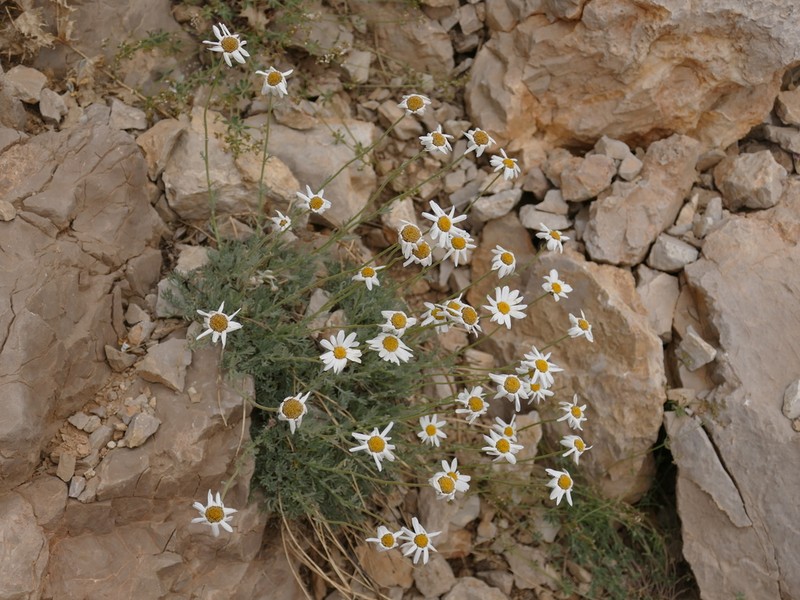 Tanacetum kotschyi photo 8