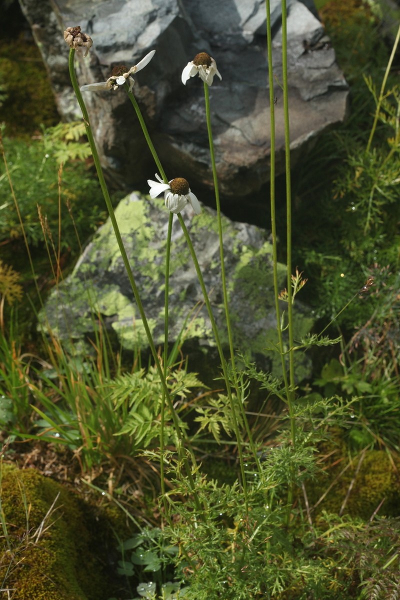 Tanacetum krylovianum photo 2