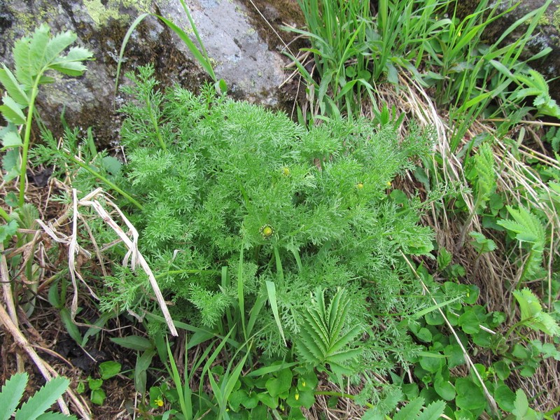 Tanacetum krylovianum photo 3