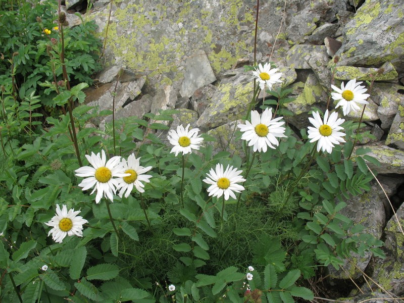 Tanacetum krylovianum photo 4