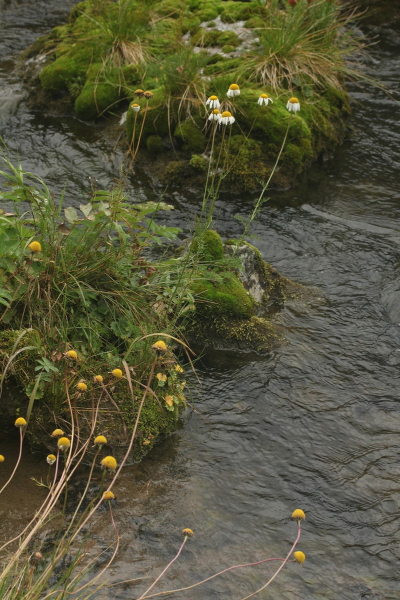 Tanacetum krylovianum photo 5