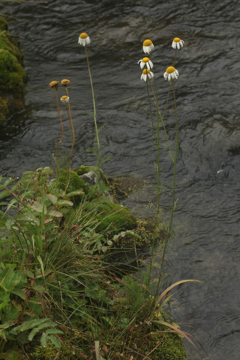 Tanacetum krylovianum photo 6