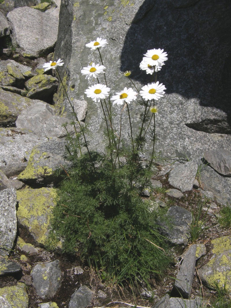 Tanacetum krylovianum photo 7