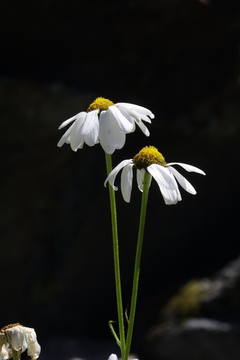 Tanacetum krylovianum photo 8