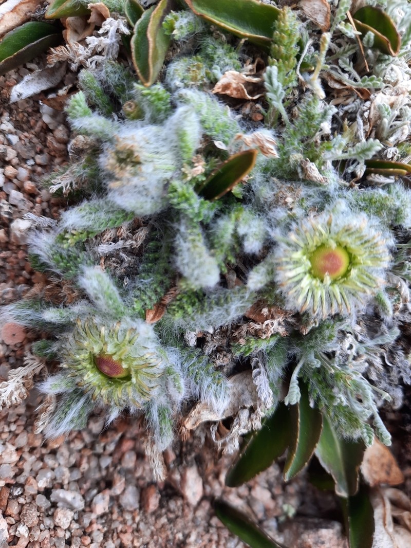 Tanacetum lanuginosum