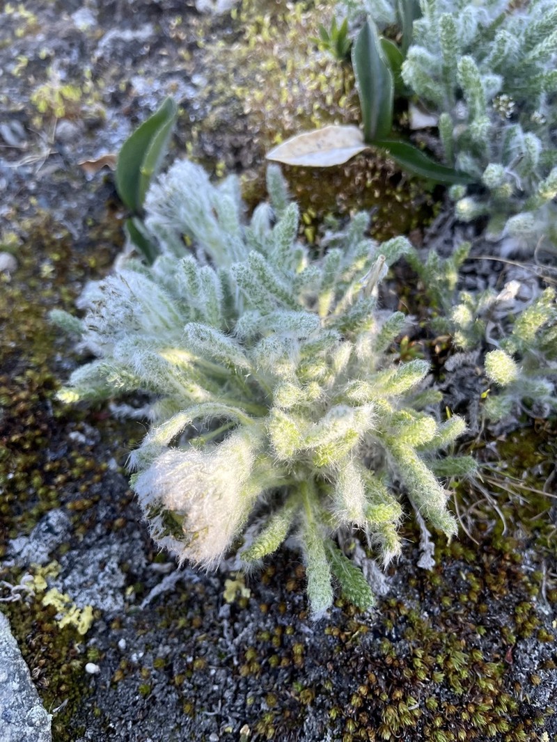 Tanacetum lanuginosum photo 2
