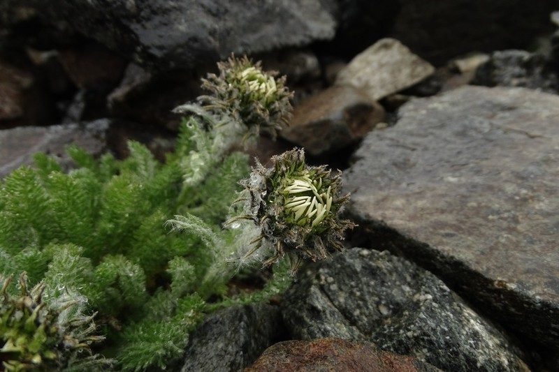 Tanacetum lanuginosum photo 3
