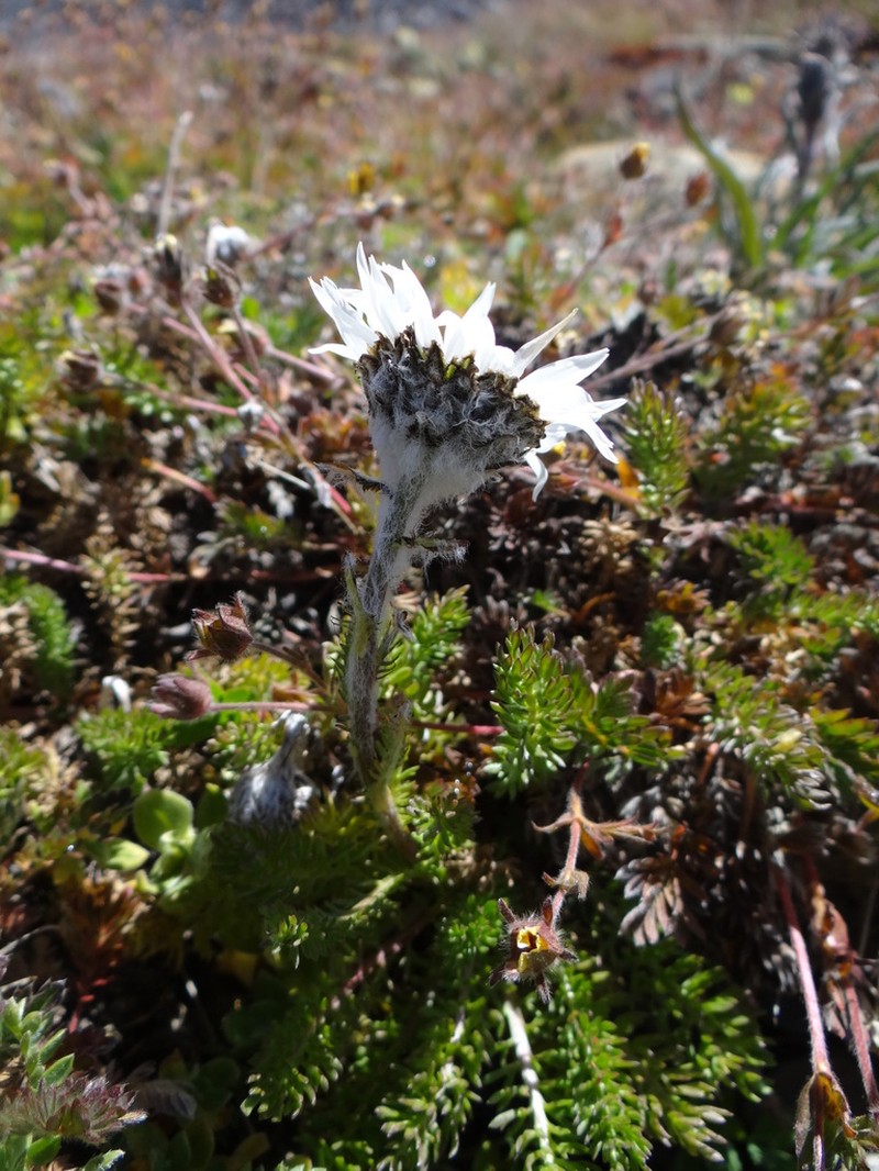 Tanacetum lanuginosum photo 4