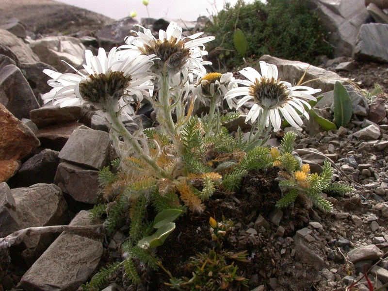 Tanacetum lanuginosum photo 5