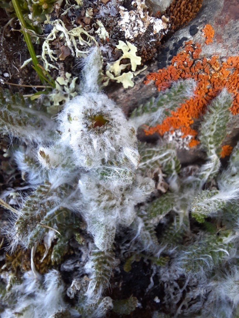 Tanacetum lanuginosum photo 6