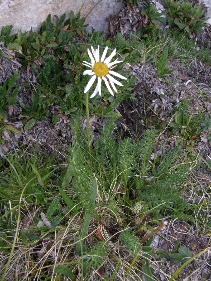 Tanacetum lanuginosum photo 7