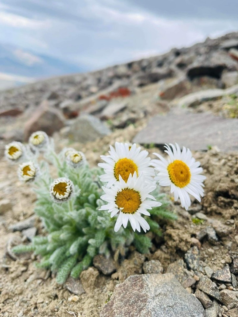 Tanacetum lanuginosum photo 8