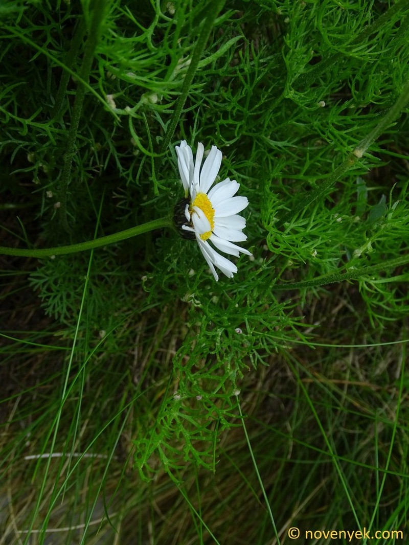 Tanacetum larvatum