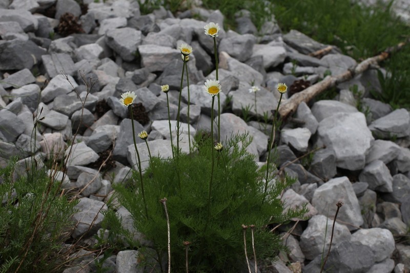 Tanacetum larvatum photo 2