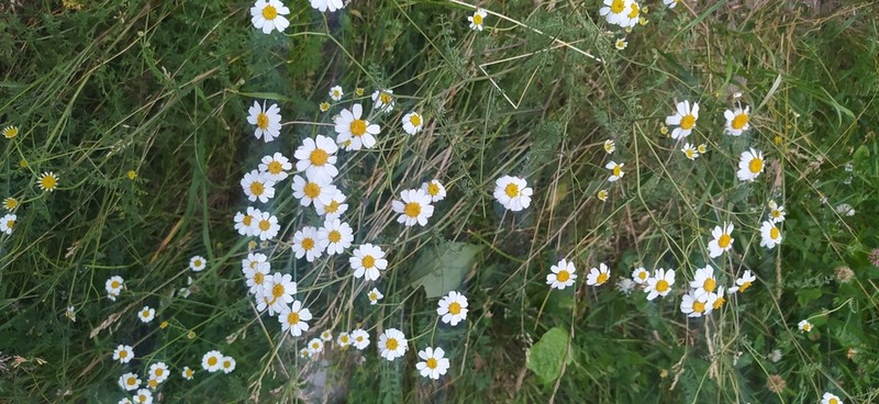 Tanacetum leptophyllum