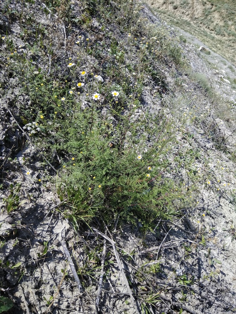 Tanacetum leptophyllum photo 2