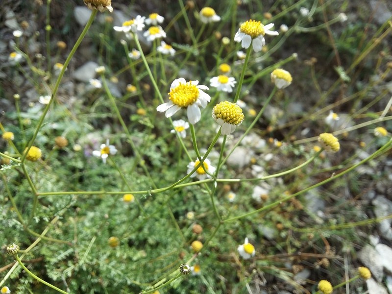 Tanacetum leptophyllum photo 3