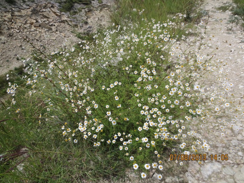 Tanacetum leptophyllum photo 4