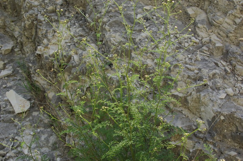 Tanacetum leptophyllum photo 5