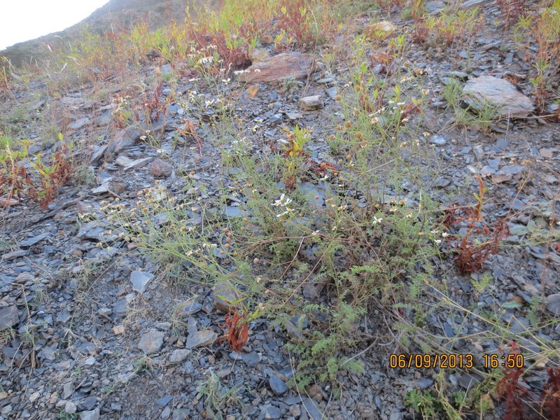 Tanacetum leptophyllum photo 6