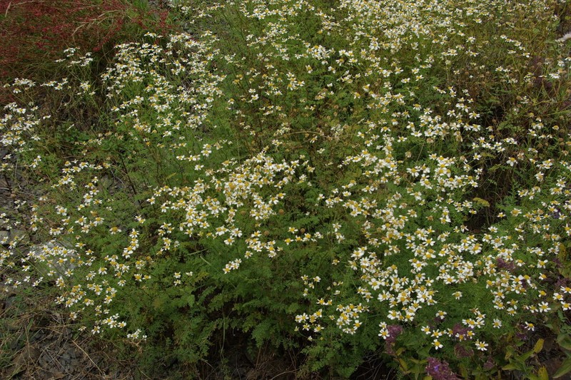 Tanacetum leptophyllum photo 7